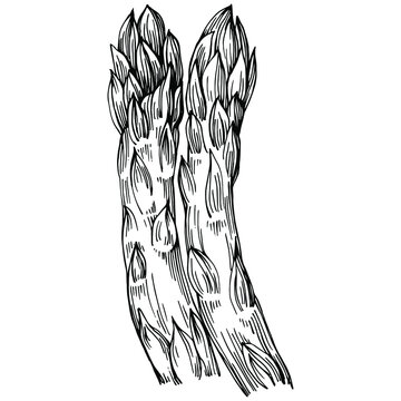 Asparagus isolated hand drawn illustration. Food vegetable engraved style object. Great for menu, label, icon, cover, social post.