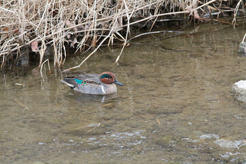 大栗川の水面に浮かんで餌を探すコガモ