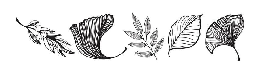 Set of monochrome silhouettes graceful branches of plants. Illustration in flat style.