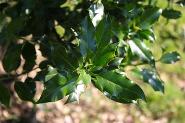 Green leaves from a tree in the park