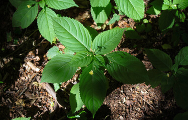 A small bunch of green leaves