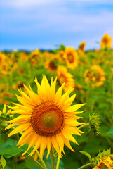 Fototapeta premium sunflower