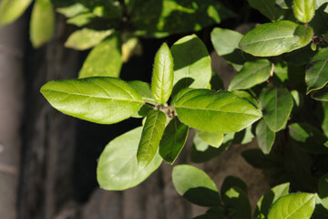 A beautiful bunch of green leaves