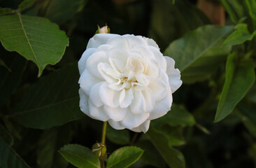Obraz premium A beautiful white rose on a rose bush