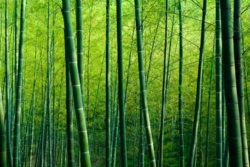 Fotobehang Bamboo Bos. © Rawpixel.com