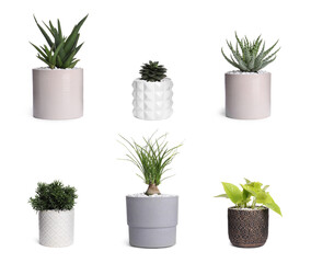Set with different beautiful houseplants on white background