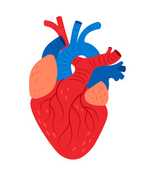 Anatomical heart cartoon icon