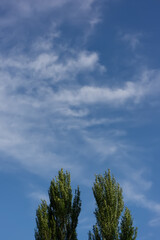 Obraz premium tops of two poplars against the backdrop of a blue sky and white clouds.