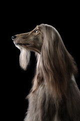 Obraz na płótnie Canvas portrait of an Afghan hound on a black background. long-haired dog for excellent grooming