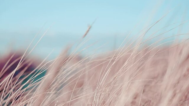 Dreamy wind breeze long grass beach pink stray sandy sand afternoon background calm relaxing flow wheat hay depth of field blurry slow motion dry wet seaside fishes shore coral sandpiper macro close