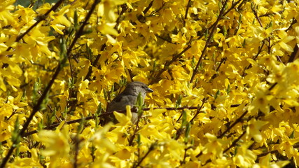 yellow leaves background