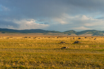 Fototapeta na wymiar landscape with cows in field