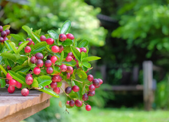 red ripe Karonda fruit on wooden table beside farm. 