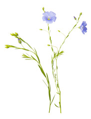 Fototapeta na wymiar flowering flax. Bouquet from blue flax flowers on white background. Parts of flowers