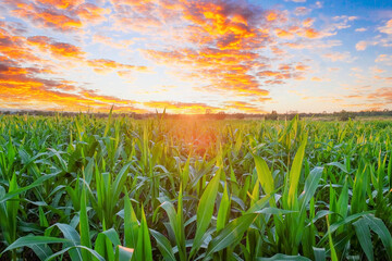 organic young green corn field in the morning sunrise.