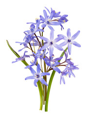 isolated blue or purple flowers Scilla or scaffolds on white background. Inflorescence of blue spring flowers