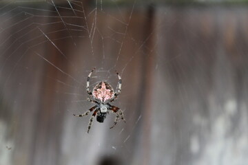 spider on web
