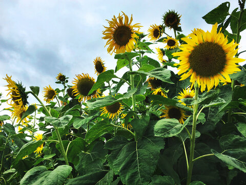 Sunflower Beautiful Attractive Nature Peaceful Concept