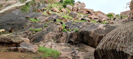 Fototapeta premium Mountains and animals wildlife ething grees image