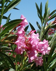 Nerium oleander 'Emilie'