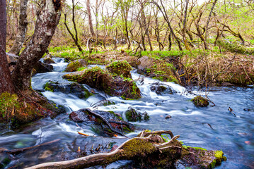 Stream cascades in forest