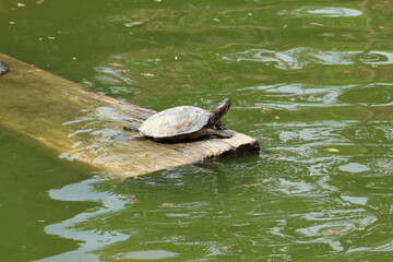 turtle on the water