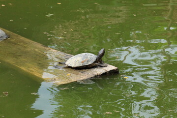 Fototapeta premium turtle on the water