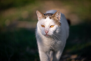 white cat walking outdoor kissing by the sun. yellow eyes