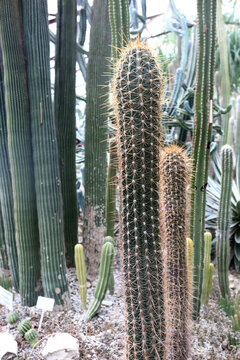 Neobuxbaumia polylopha cactus