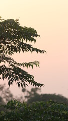 Silhouette of tree leaves with the sunset on the background

