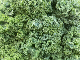 A backdrop of curly leafy kale