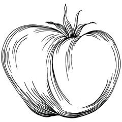 Tomato isolated elements. Vegetables sketch vector illustration. Engraved style. Product on the agricultural market. The best situated for design menu, label, badges, banners and promotion. 