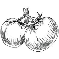 Tomato isolated elements. Vegetables sketch vector illustration. Engraved style. Product on the agricultural market. The best situated for design menu, label, badges, banners and promotion. 