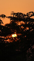 Silhouette of tree leaves with the sunset on the background

