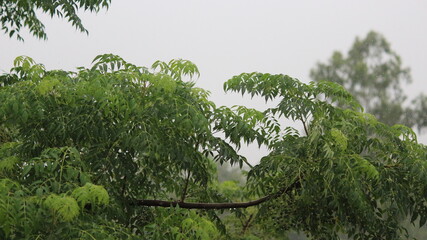 Closeup shot of a tree twig with green leaves in spring

