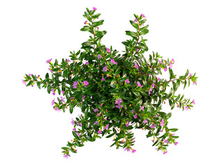directly above view of blooming potted plant isolated on white background