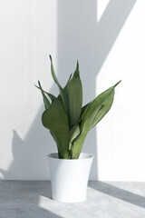 Sansevieria plant in a modern pot in the sun against the background of a white wall. Home plant Sansevieria trifa. Home gardening concept.