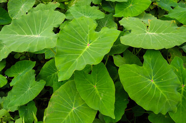 Taro plant (Colocasia esculenta), edible root vegetables