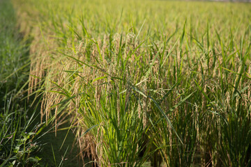 Green paddy rice in the rice field