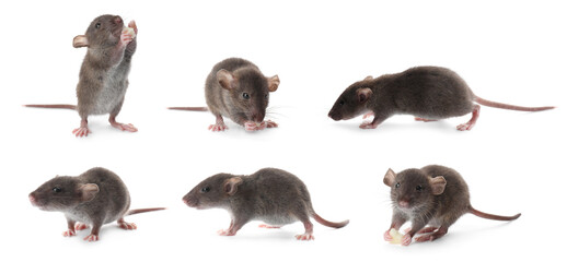 Small rats on white background, collage. Pest control