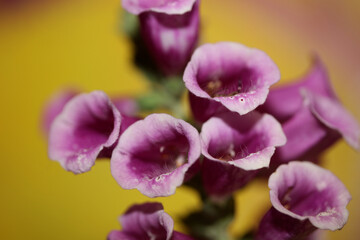 Purple flower blossom close up background digitalis purpurea family plantaginaceae high quality big size print