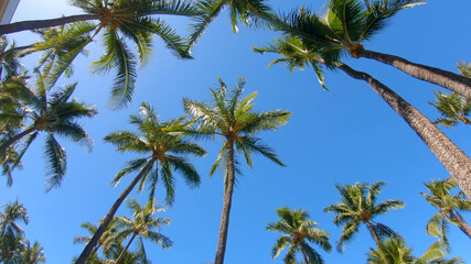 Obraz na płótnie Canvas You lie on the warm sand under the palm trees and enjoy life