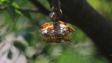 Group of wasps, Polistes olivaceus, pollinating a plant

