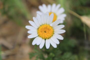 Fototapeta premium daisy in nature