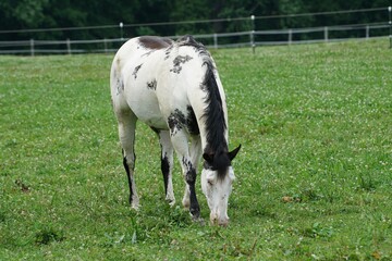 Appaloosa horse on a farm field.