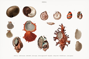 Different types of mollusks illustrated by Charles Dessalines D' Orbigny (1806-1876). Digitally enhanced from our own 1892 edition of Dictionnaire Universel D'histoire Naturelle.