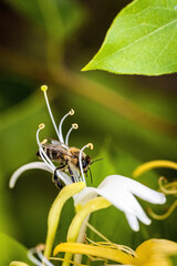 Bee on a white flower collecting pollen and nectar for the hive