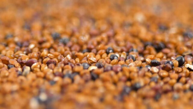 Canihua Seeds Rotating Background. Organic Superfood Chenopodium Pallidicaule as Goosefoot Quinoa. South American Grain. Healthy and Gluten Free Food Concept Background. 