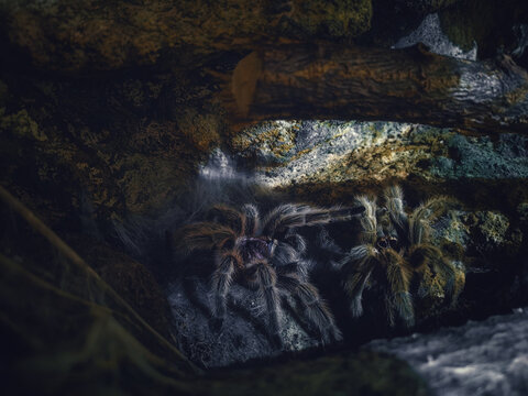 Grammostola examining its own exoskeleton.