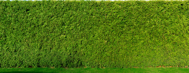 Thuja tree fence. Smooth high living fence. Thuja background for a living fence.